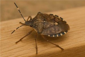 Kokarca Böceği İlaçlama