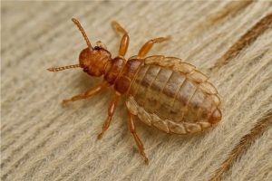 Kuş Biti İlaçlama